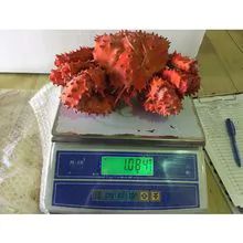 Live Red King Crab