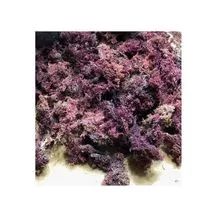 GOOD PURPLE SEA MOSS EUCHEUMA COTTONII WITH NATURAL PURPLE WITH HIGH QUALITY (Whatsapp/Line/Kakaotalk/Viber: 84348545435)