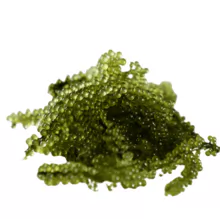 FRESH SEA GRAPES GREEN CAVIAR UMIBUDO SEAWEED For Sashimi (Whatsapp/Line/Kakaotalk/Viber: 84348545435)