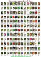 All Kind Of Ayurvedic Herbs and Herbal Medicine and Pure Herb