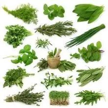 All Kind Of Plant Extract, Plant seed, Plant Bark, Flakes