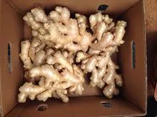 Ginger