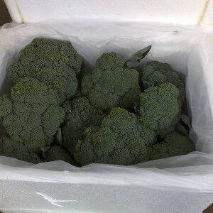 Fresh Broccoli