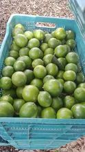 Persian lime, melon, fruits, reds. Pineapple, Vegetables, Vegetables and Pulps