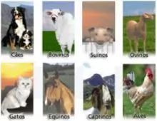 Veterinary Products