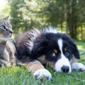Produits vétérinaires \ pour chiens et chats