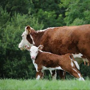 Produits vétérinaires \ pour bovins