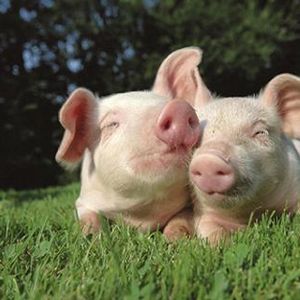 Produits vétérinaires \ pour porcs