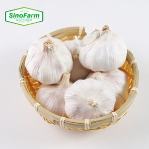 China Farm Direct Sale Bulk Wholesale Fresh White Garlic Purple White Garlic Peeled