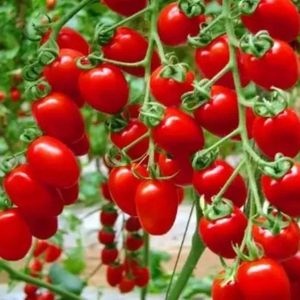 Processed Cherry Tomato