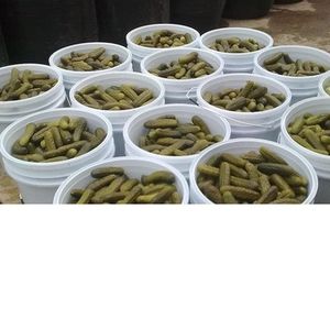 Fresh Preserved Gherkins