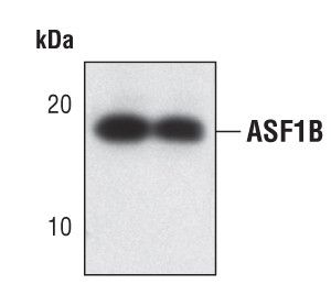 ASF1B Monoclonal Antibody (K.860.0) (MA5-14836)