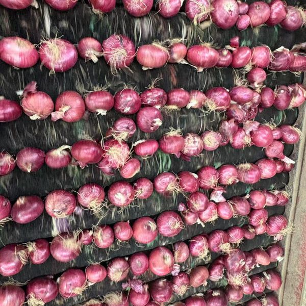 Best Selling Fresh Onions Factory Price Bulk Wholesale Imported From China's Red Onion Trusted Vegetable Supplier