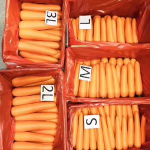 Factory Direct Fresh Carrot Supplier High Quality Carrots size S M L from China