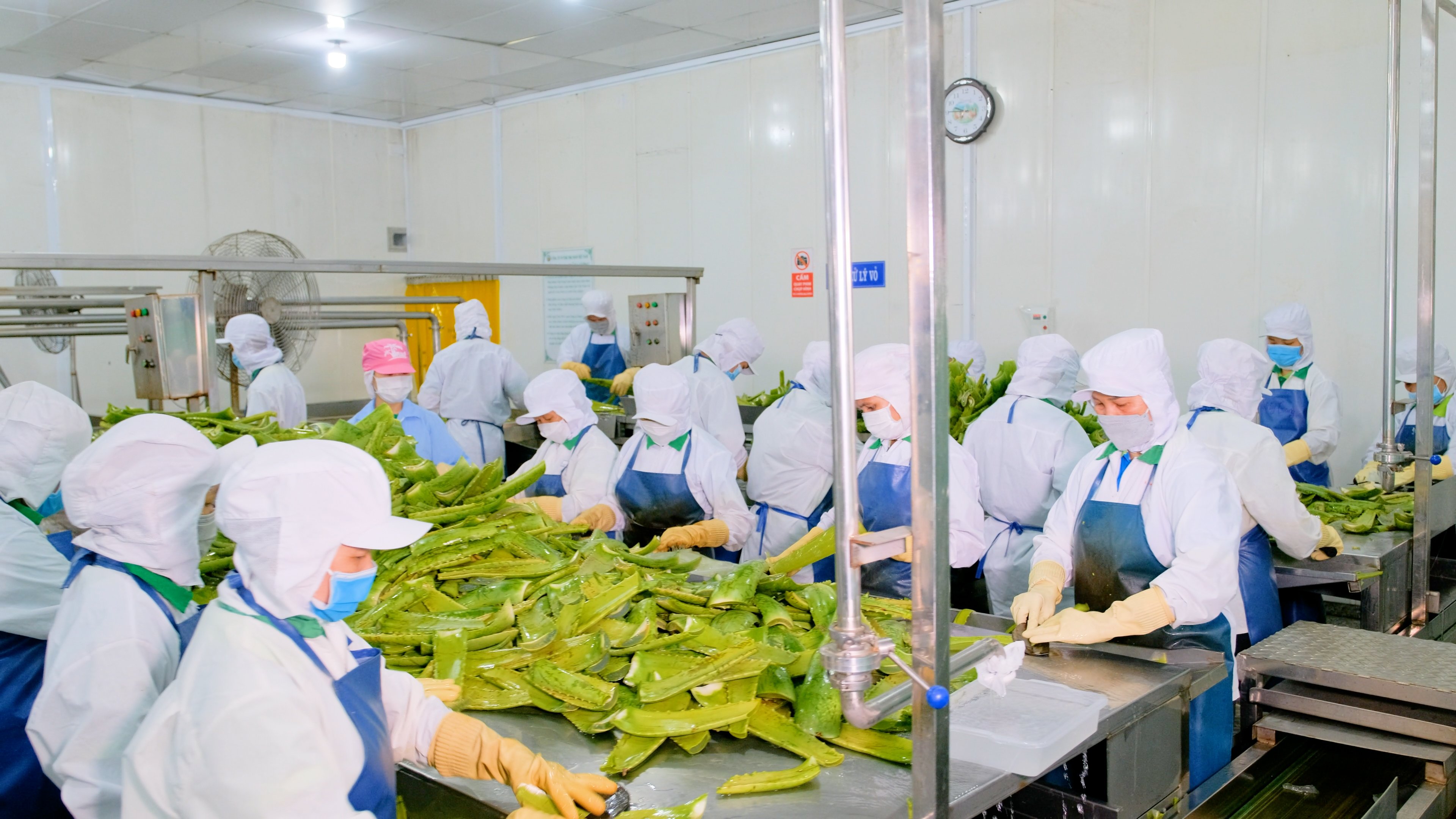 Nam Viet Foods & Beverage Joint Stock Company Energy Drinks