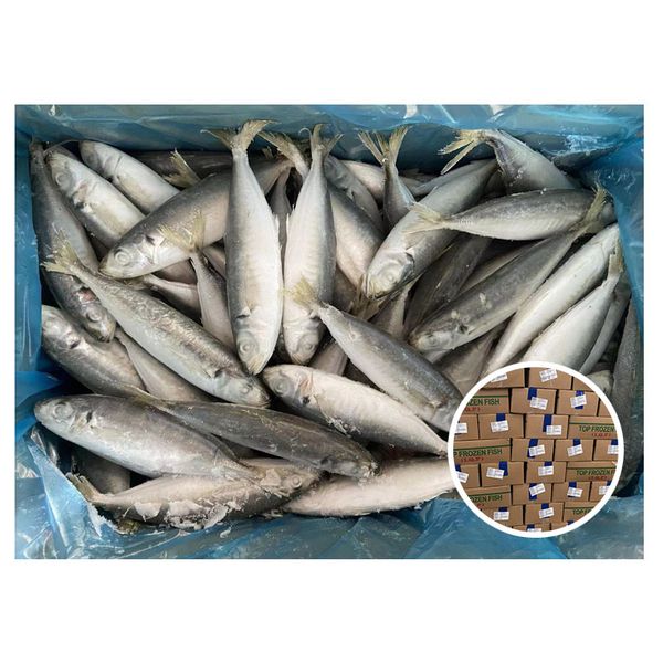 Wholesale Bulk Frozen Scad Fish Horse Mackerel for African Food