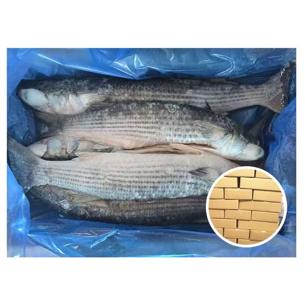 Hot Sale High Quality Fresh Whole Frozen Mugil Cephalus Fish Grey Mullet for Market Selling