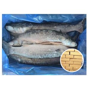 Hot Sale High Quality Fresh Whole Frozen Mugil Cephalus Fish Grey Mullet for Market Selling