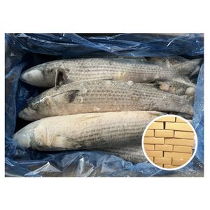 1-2kg Wholesale Quality Guarantee Fresh Whole Frozen Mugil Cephalus Fish Grey Mullet for Sale
