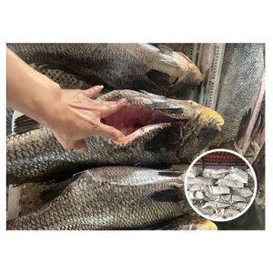 Wholesale Fresh High Quality Miichthys Miiuy Fish Gutted Brown Croaker for Market Selling