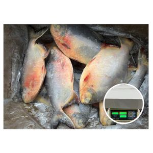 Premium Frozen Pomfret Whole Fish Bulk Wholesale Red Pomfret for Cooking