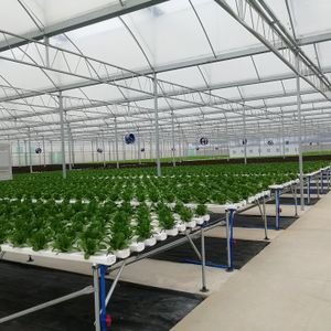New Style Solar Greenhouse for Hydroponic Automated System with Nursery