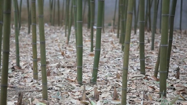 Yantai Jinjiang Bamboo Co., Ltd. factory image 1