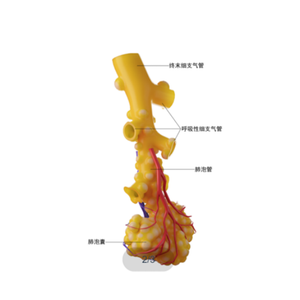 3D Printing Model  3D Printing Alveolus (plural: Alveoli)  Anatomical Structures Model