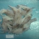 RAW TENTACLE