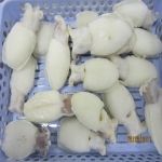 FROZEN WHOLE CLEANED BABY CUTTLEFISH