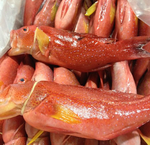 fish