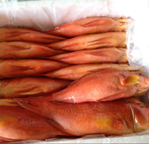 fish