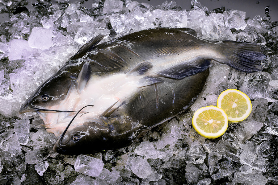 Catfish