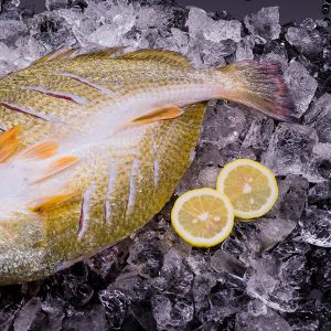 Red Drum