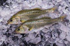Japanese Spotted Seabass
