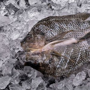 Tilapia