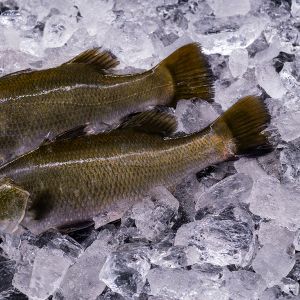 Barramundi