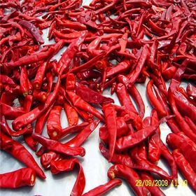 hot chili  dried by sun