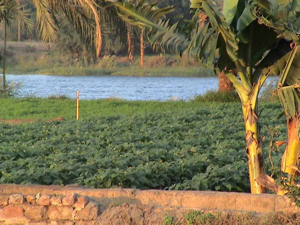 Green beans or similar fresh produce