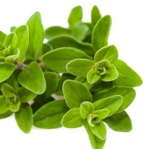 Marjoram
