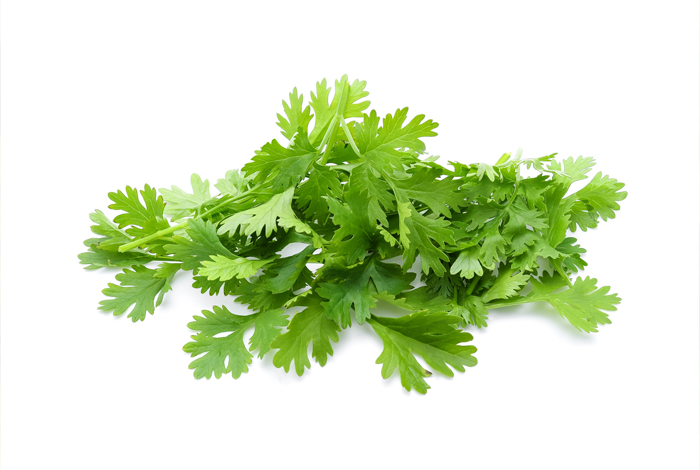 Coriander Herb Oil