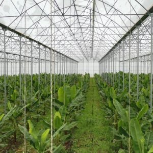 Banana Covers (Agricultural Film)