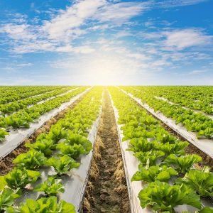 Mulching Film (Agricultural)