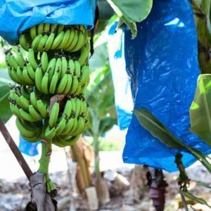 Agricultural Film Product