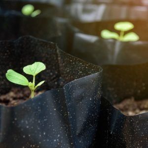 Grow Bags (Agricultural)