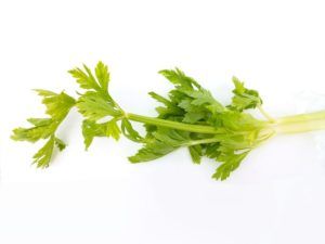 Celery Leaves
