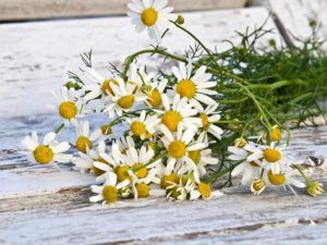 Chamomile Flower