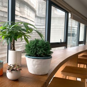 Ceramic Planters/Pots