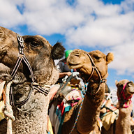 Camel Treks Australia Pty Ltd logo