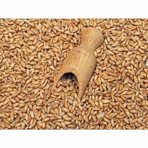 Sidhivinayak Agro Long Organic Khapli Wheat